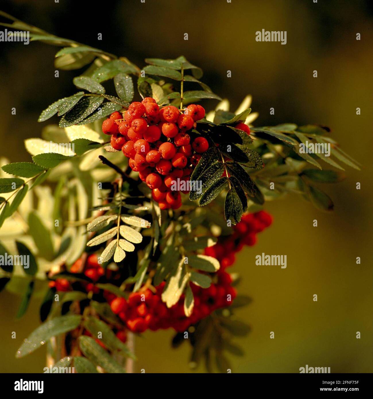 Le rowan (Sorbus aucuparia L), arbre de l'année 1997, est une espèce d'arbre très robuste qui colonise presque tous les types de forêt et de sol. [traduction automatique] Banque D'Images