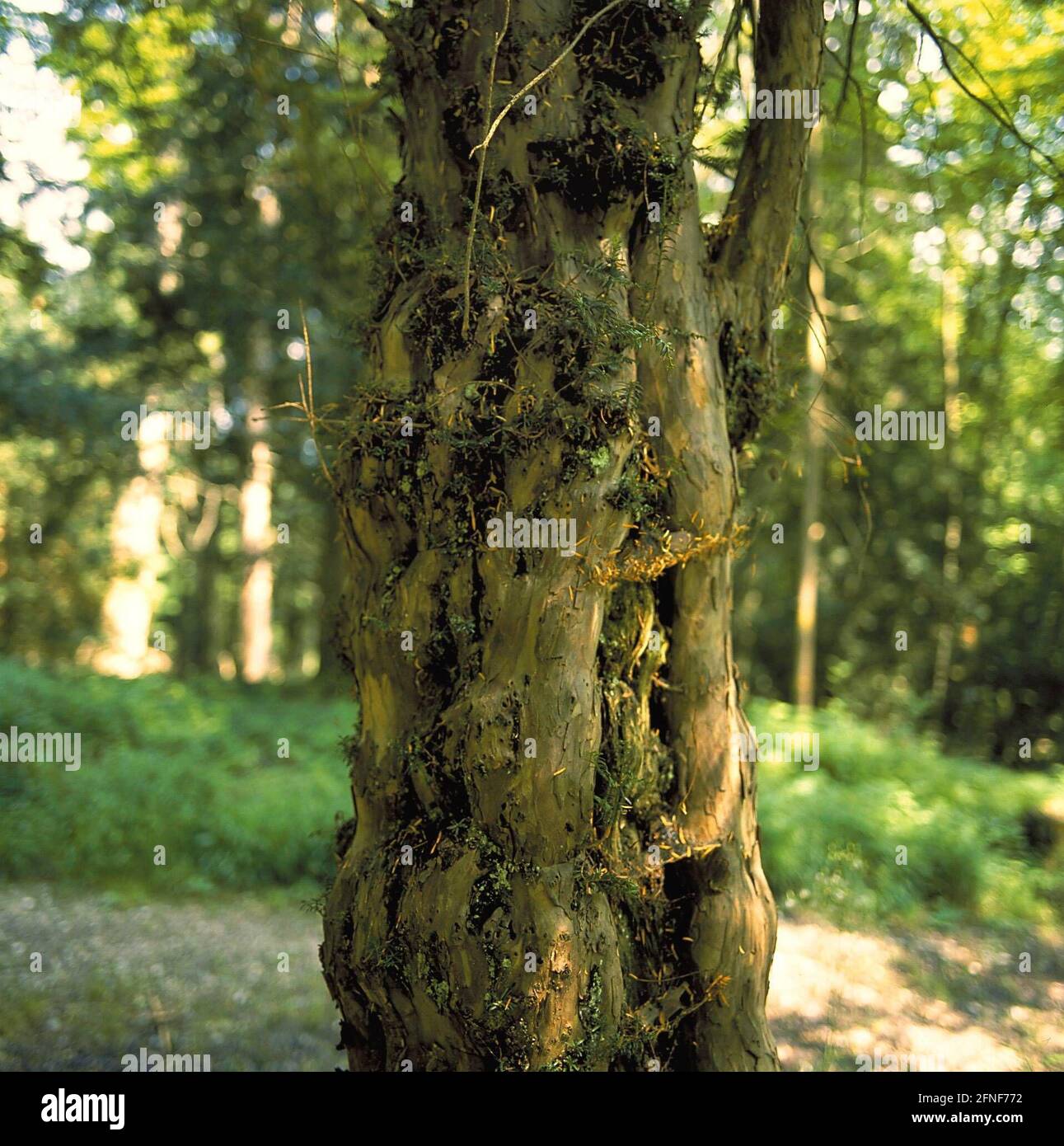 L'if (Taxus baccata), arbre de l'année 1994. Pour les Grecs anciens, c'était l'arbre de deuil, par les tribus germaniques, il était vénéré comme un sanctuaire. Le bois dur est sans ressources, il pousse très lentement, la plupart du temps multi-tiges, souvent bizarse intergrandit. Diamètre du tronc 80-90cm, hauteur 10-15 mètres. Les yews peuvent devenir très vieux, jusqu'à 3000 ans. La photo montre un tronc d'arbre typique dans la forêt de youés de Paterzell. [traduction automatique] Banque D'Images