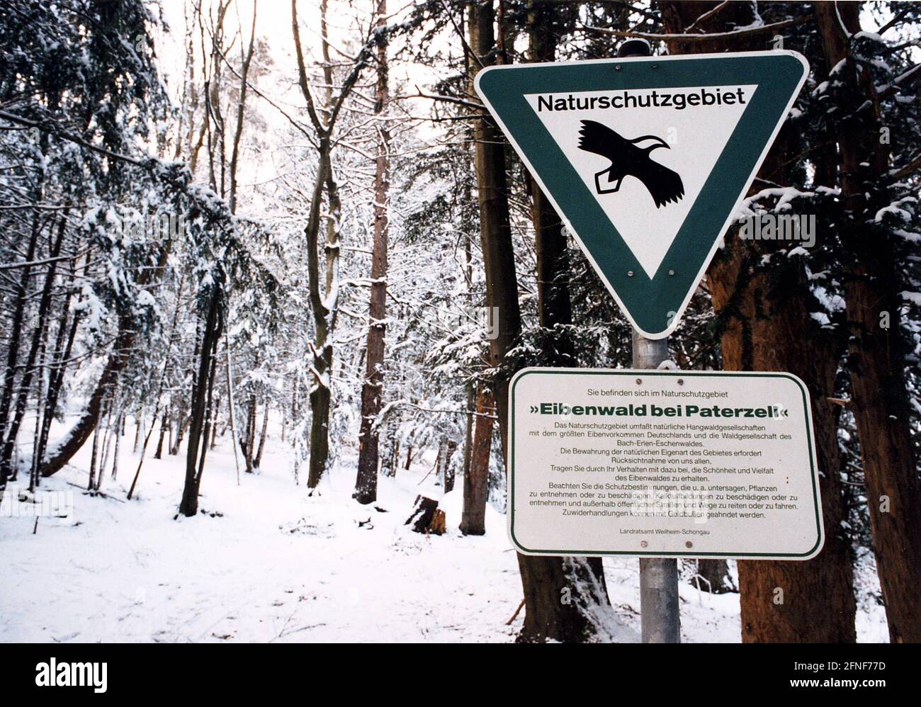 L'arbre de l'if (Taxus baccata), arbre de l'année 1994. La photo montre la célèbre forêt de youes près de Paterzell, dans les environs de Wessobrunn, le 29 janvier 1994. [traduction automatique] Banque D'Images