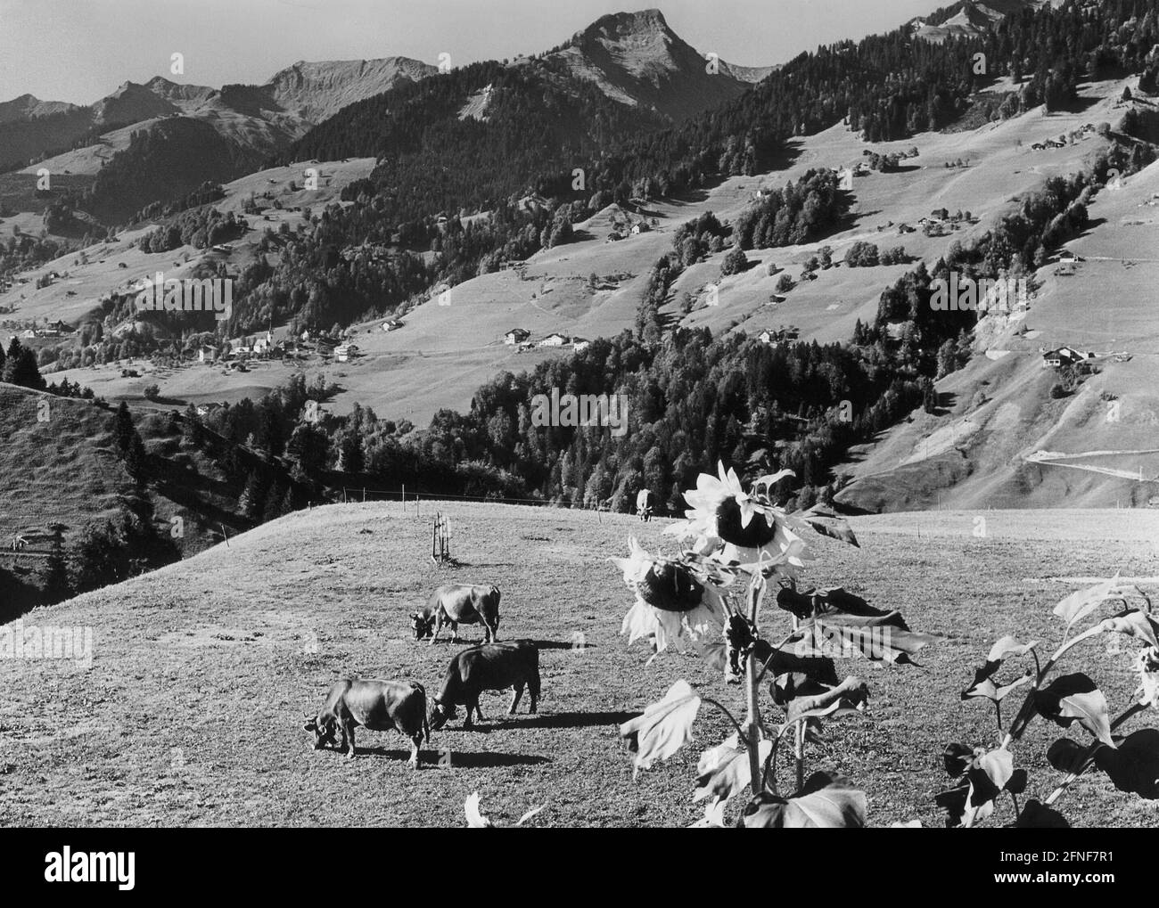 Vue de Ragall à St. Georg dans la vallée de la Grande Walser dans le Vorarlberg. [traduction automatique] Banque D'Images
