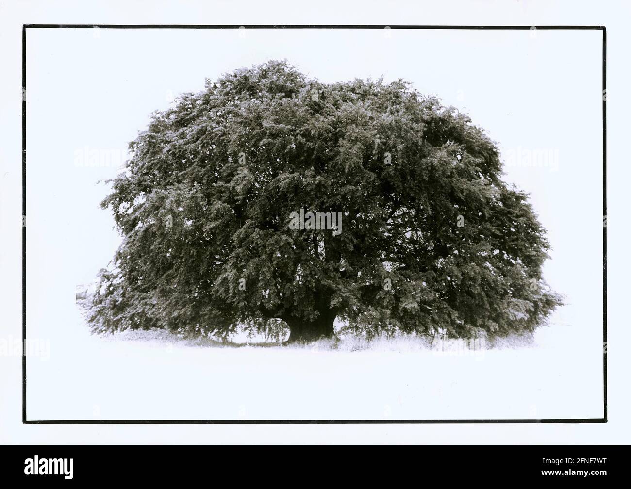 Arbre de l'année 1991: Le hêtre. La photo montre un motif estival du hêtre de Bavière près de Pondorf, près d'Eichstätt, en août. [traduction automatique] Banque D'Images