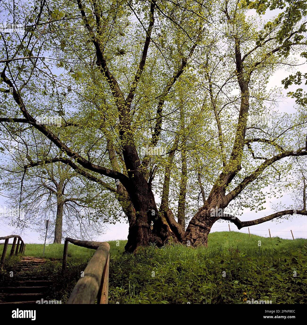 Le tilleul était l'arbre de l'année 1991. La photo ici est le tilleul de Tassilo à Wessobrunn en mai. Aujourd'hui, le tronc a environ 800 ans, l'arbre d'origine plus vieux. [traduction automatique] Banque D'Images