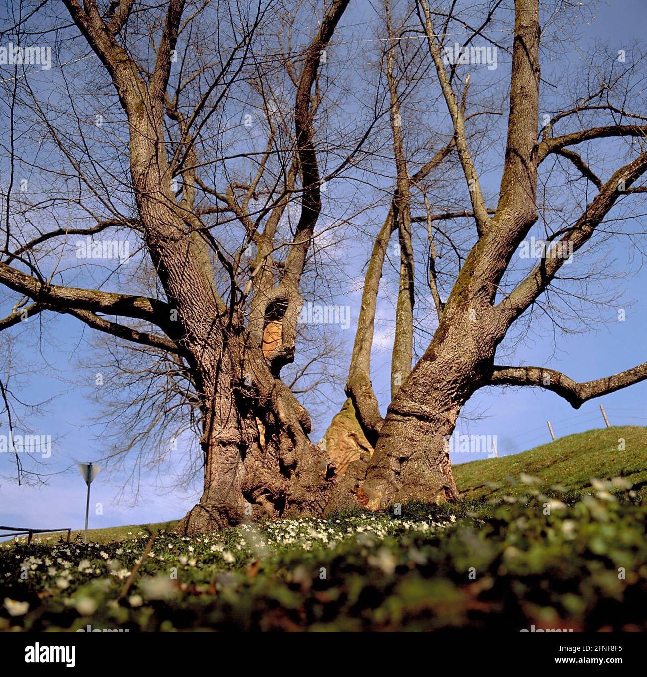 Arbre de l'année 1991, le tilleul, ici le tilleul de Tassilo à Wessobrunn en mai. Aujourd'hui, le tronc a environ 800 ans, l'arbre d'origine plus vieux. [traduction automatique] Banque D'Images