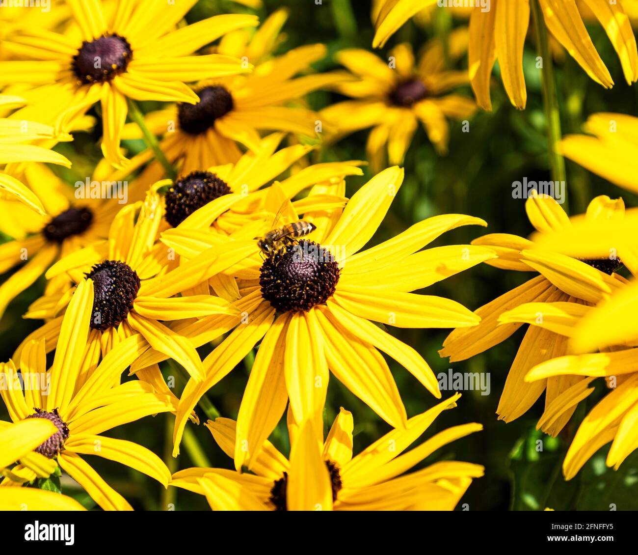 Abeille européenne, APIS mellifera, sur la coneflower jaune, Rudbeckia Banque D'Images