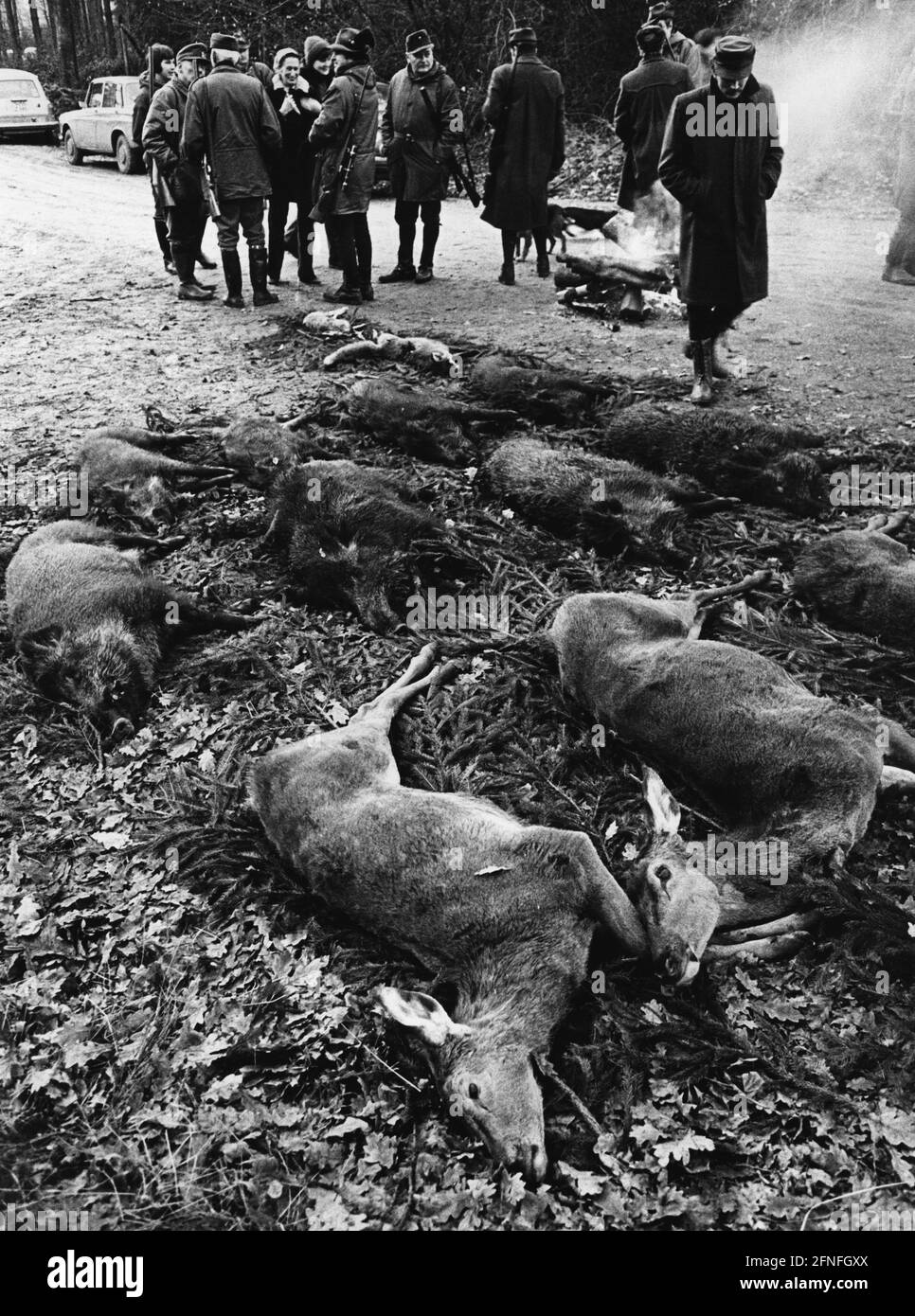 Les chasseurs de l'aire de répartition des animaux tués lors d'une chasse menée dans le Reinhardswald à Hesse. Le cerf noir et le cerf rouge sont couché. [traduction automatique] Banque D'Images