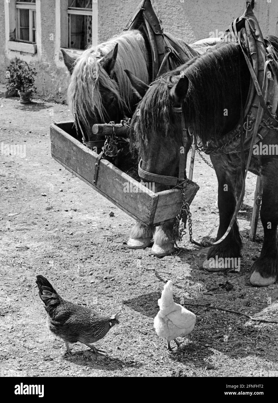 Tandis que les chevaux de trait mangent de leur creux, les poulets peck vers le haut les grains qui tombent. [traduction automatique] Banque D'Images