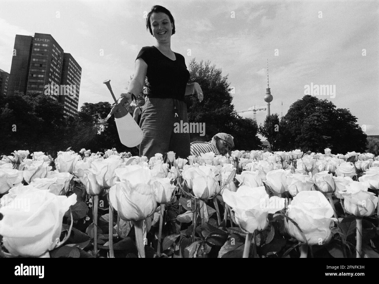 'Jardin temporaire'', action annuelle des étudiants en architecture, cette année sur le Fischerinsel, lit de roses sur l'Inselbruecke, lit de roses, étant arrosé, Berlin-Mitte, 01.07.1999, [traduction automatique]' Banque D'Images