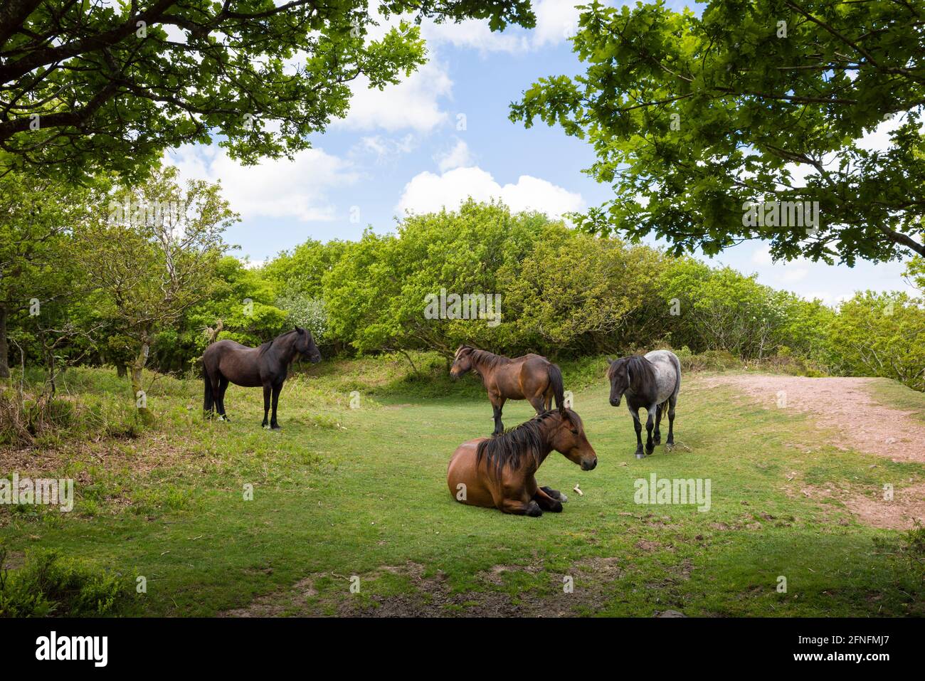 Poneys dans une clairière à Dowsborough Camp près de Nether Stowey dans le paysage national de Quantock Hills, Somerset, Angleterre. Banque D'Images