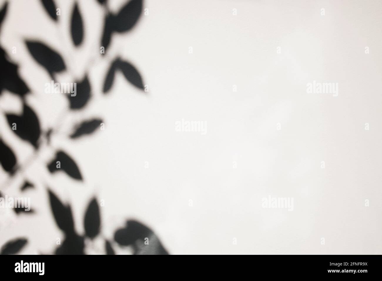 Ombres des branches avec feuilles sur le mur blanc. Banque D'Images