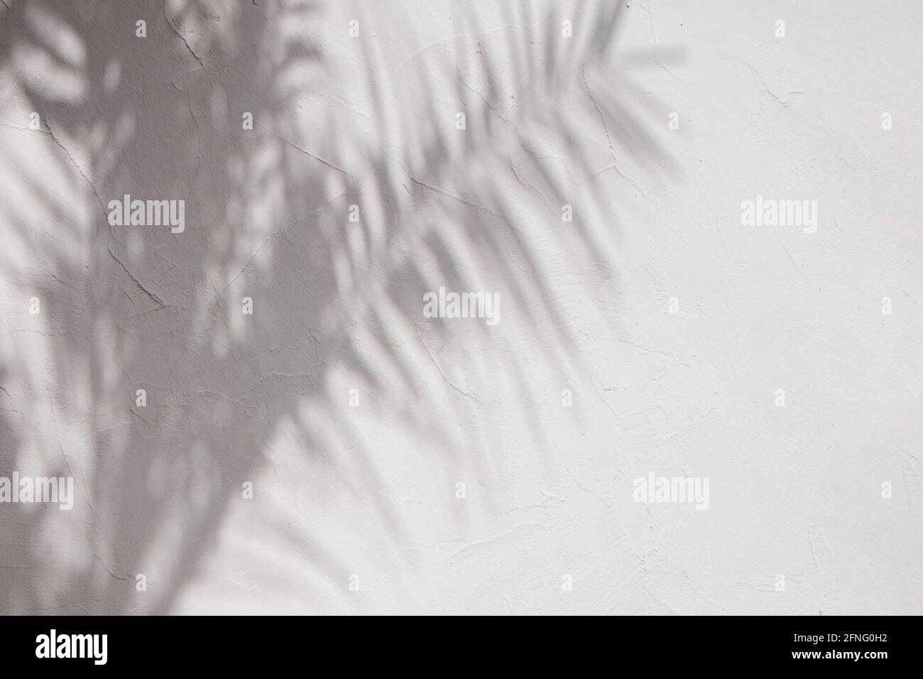 Ombres des feuilles de palmier tropique sur le mur blanc. Banque D'Images