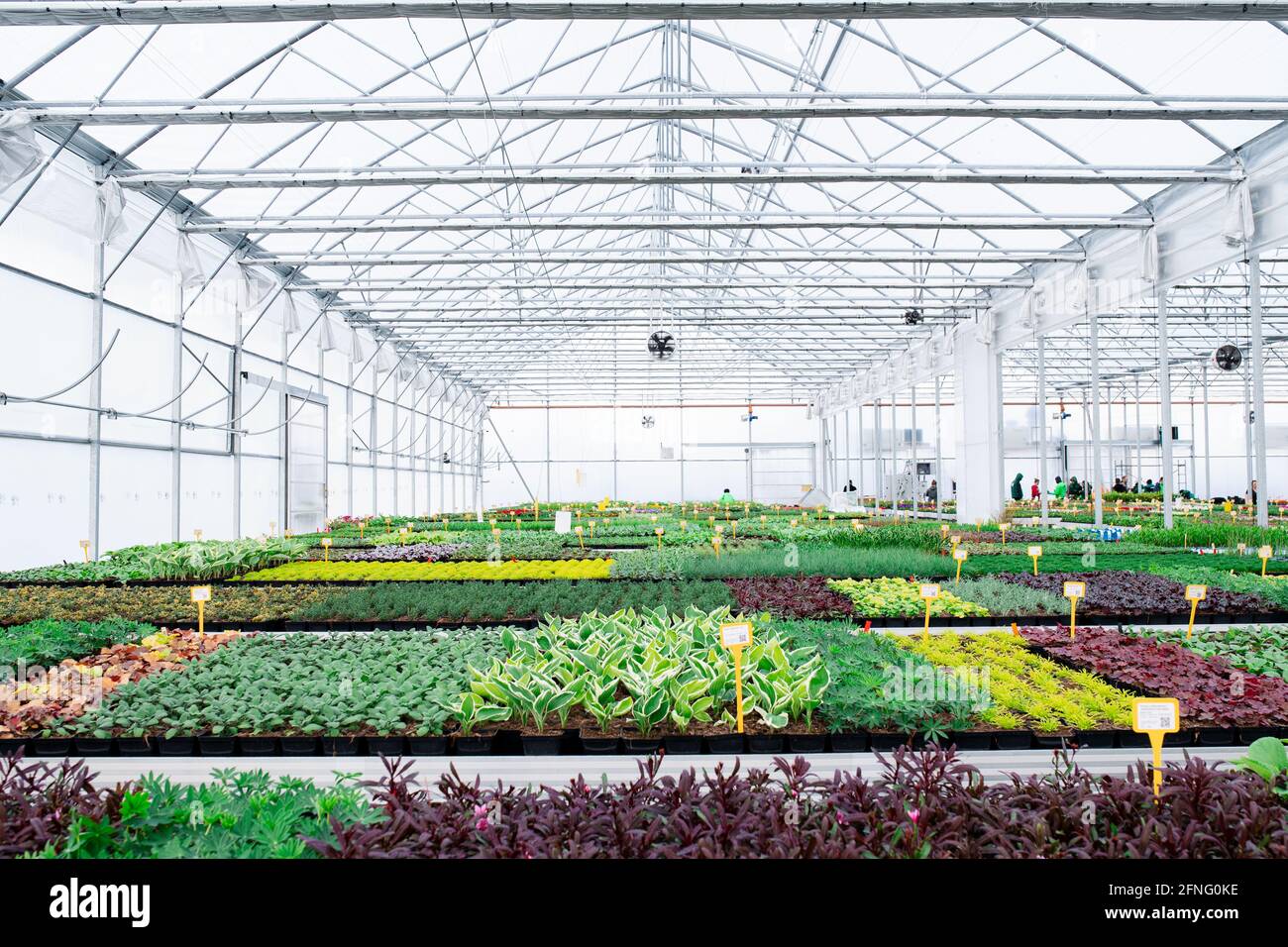 Diverses plantes en pots et fleurs en serre dans le centre de jardin, petite entreprise. Banque D'Images