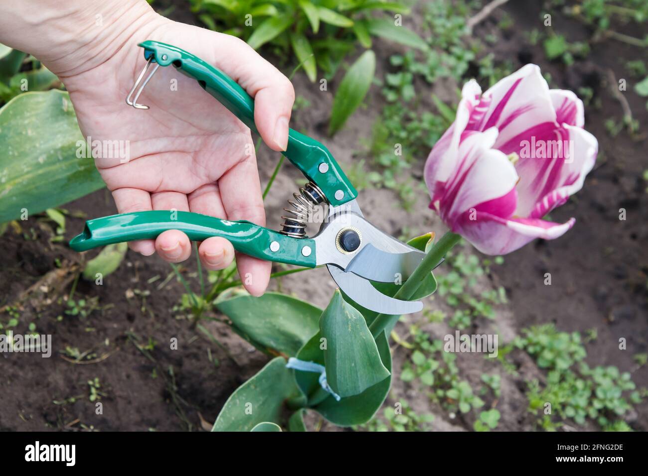 Une jardinière féminine s'occupe du jardin. Femme avec un sécateur portant  une fleur de tulipe lilas Photo Stock - Alamy