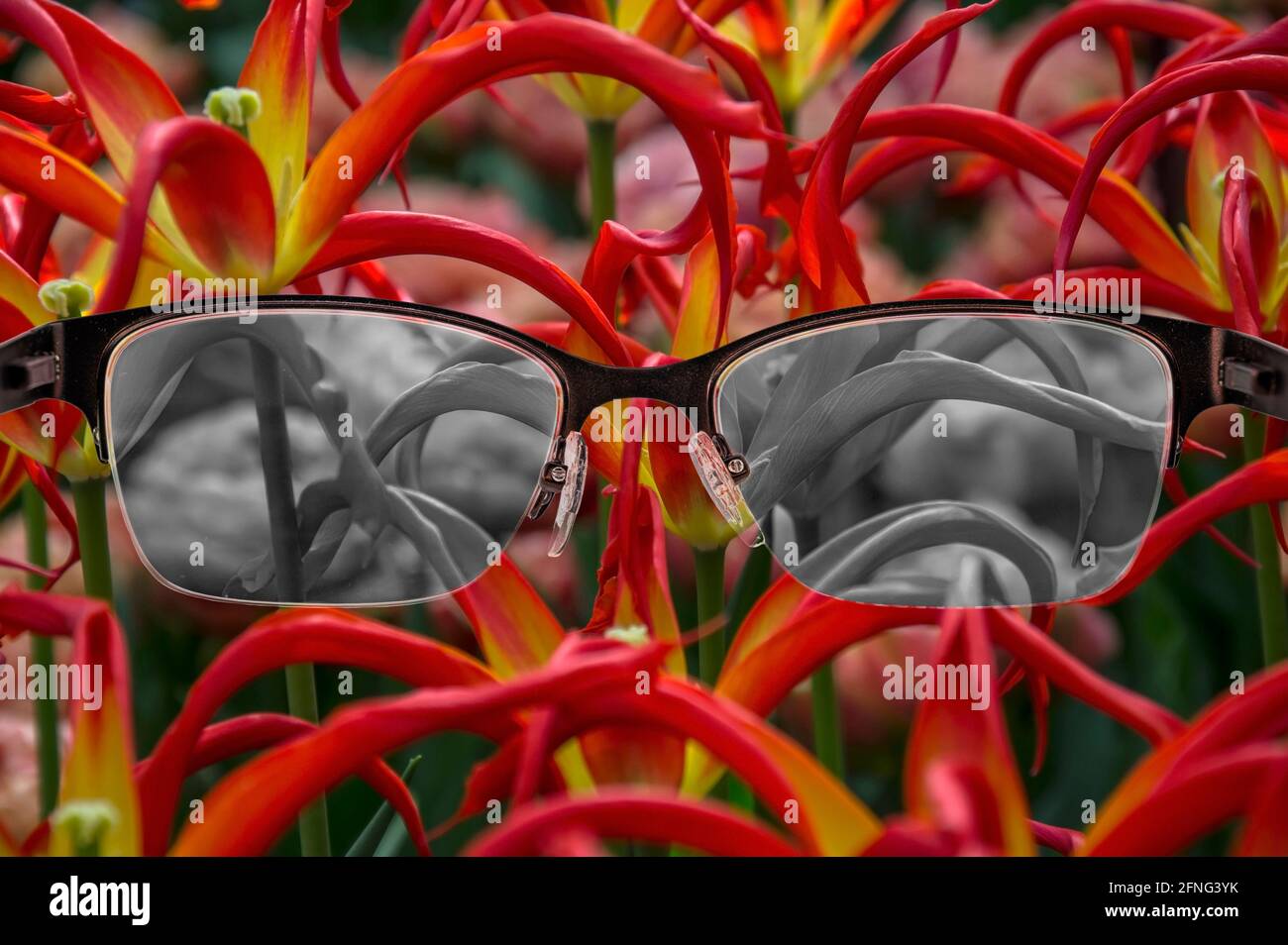 Regarder à travers des lunettes aux tulipes noires et blanches focalisées dans les lunettes pour femmes. Cécité des couleurs. Perception du monde pendant la dépression. Condition médicale. Banque D'Images