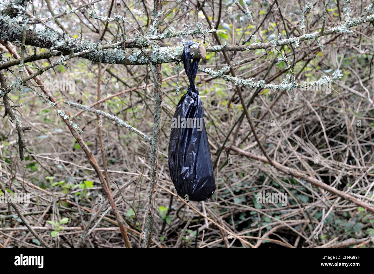 Un sac noir, contenant probablement des fèces de chien, suspendu d'un Bush le long d'un chemin dans la campagne est du Sussex. Banque D'Images