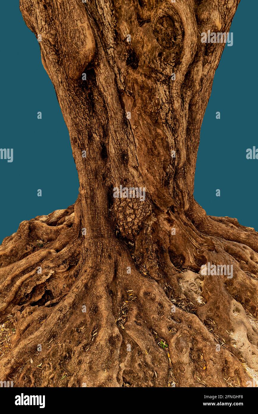 gros plan du tronc et des racines d'un olivier emblématique d'intérêt historique dans la ville d'Alcala de Xivert dans la province de Castellon, Espagne, Banque D'Images