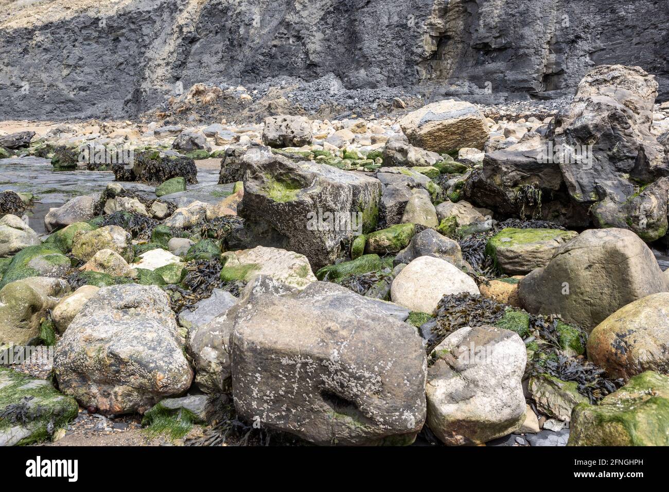 Intestine Rack Spiral wrack fucus spiralis Banque de photographies et d’images à haute ...