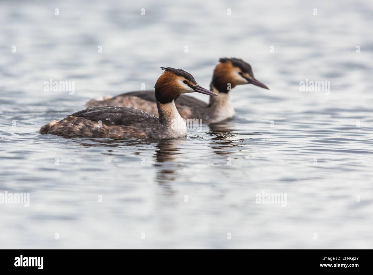 Paire de grands grebe à crête, podiceps cristatus Banque D'Images