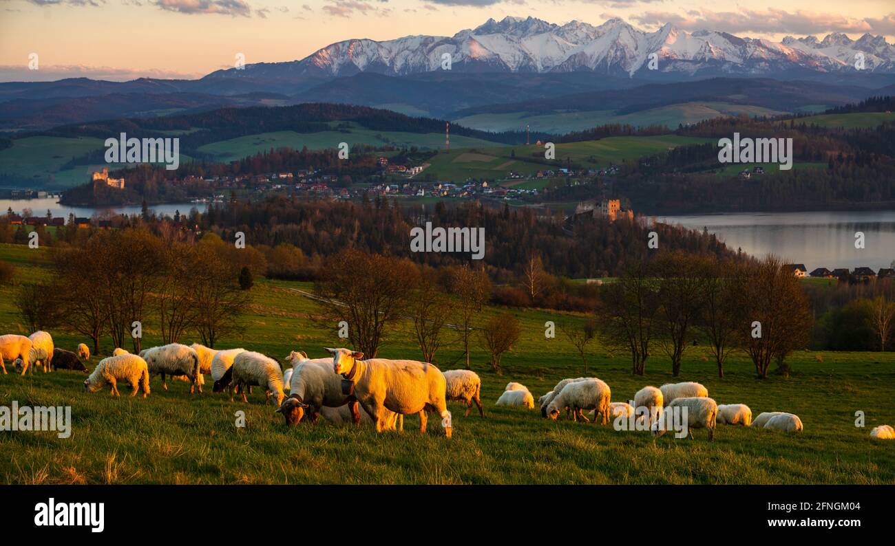 Un troupeau de moutons paître sur un pré de montagne avec la toile de fond des sommets au coucher du soleil Pieniny, Pologne Banque D'Images