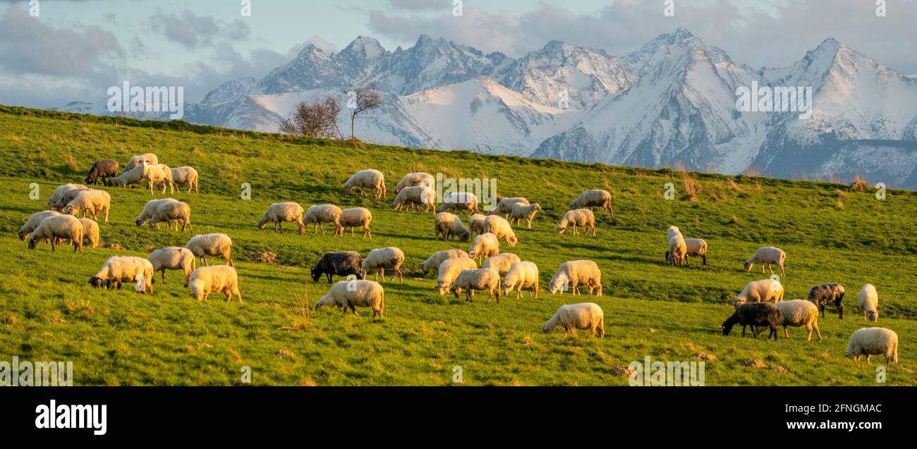 Un troupeau de moutons paître sur un pré de montagne avec la toile de fond des sommets au coucher du soleil Pieniny, Pologne Banque D'Images