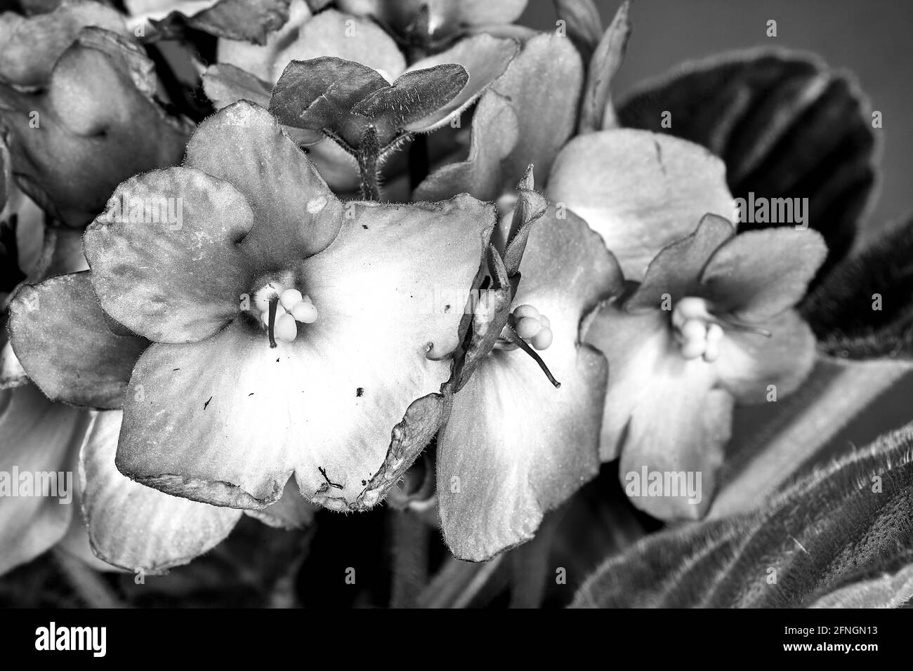 Détail d'une fleur violette africaine blanche et bleue sur fond rouge en Pologne, monochrome Banque D'Images