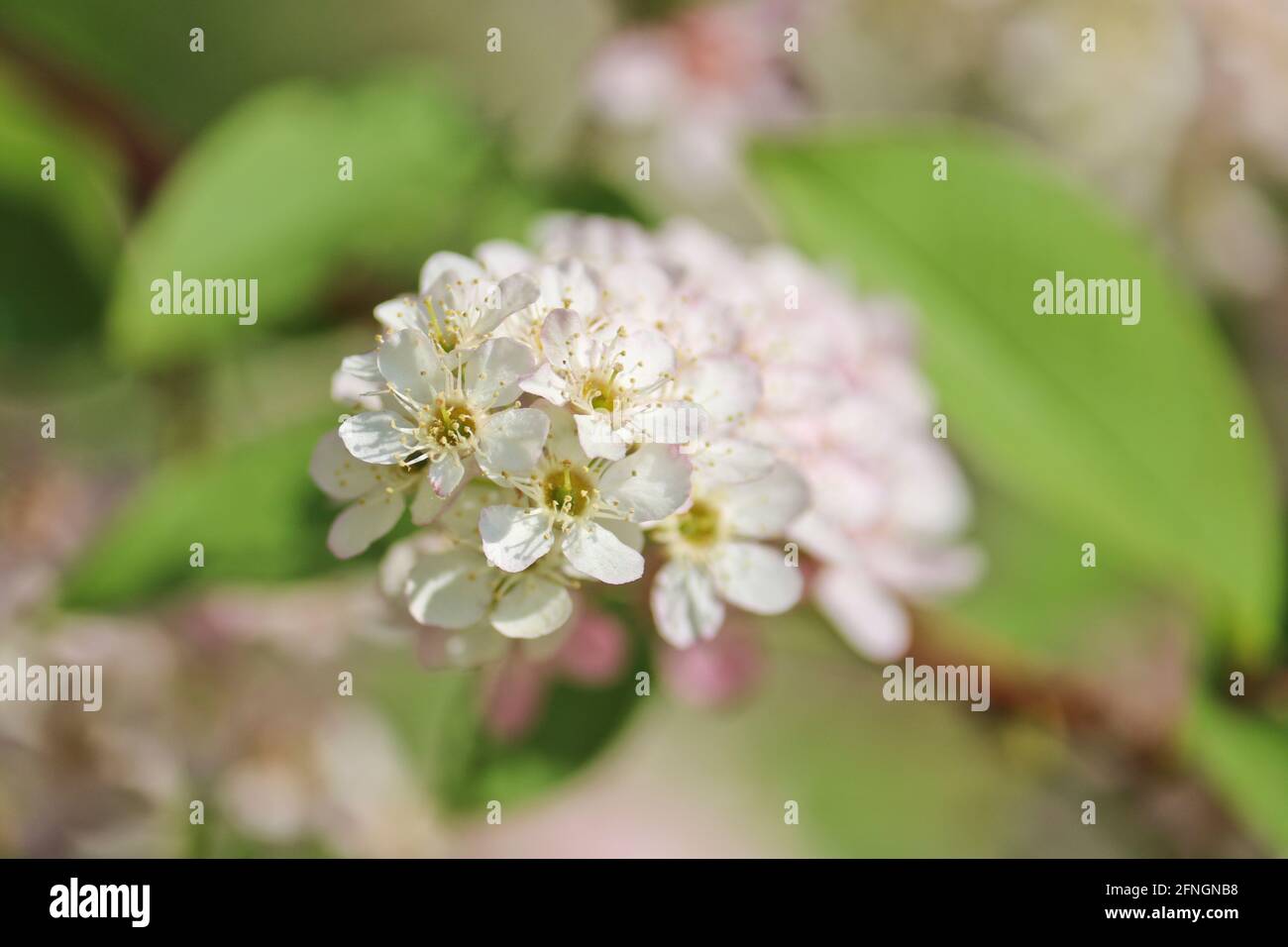 Fond printemps-été - inflorescences blanches de cerise d'oiseau. Pistils et étamines avec pollen. Banque D'Images