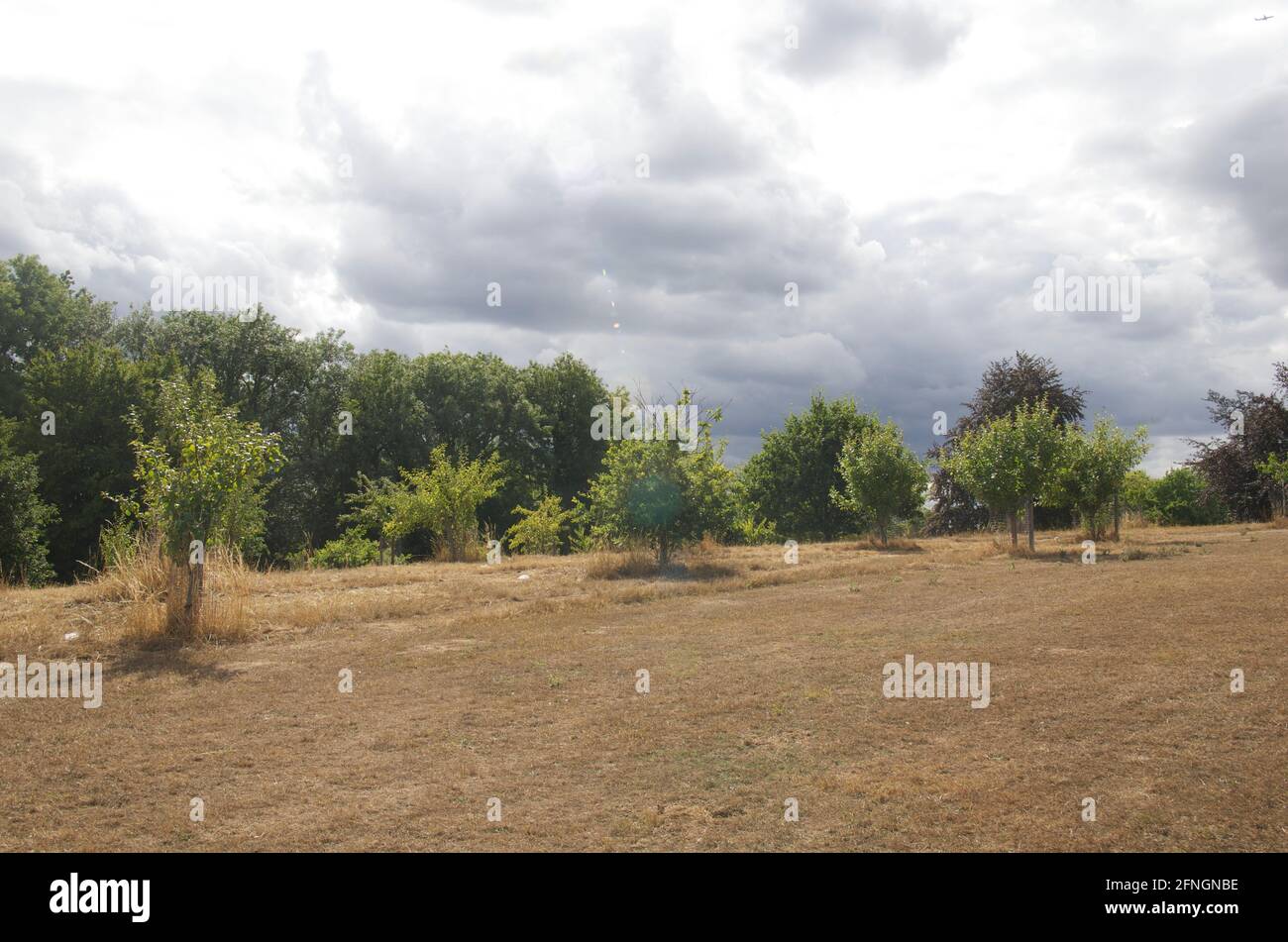 Verger communautaire parché dans le parc Lowndes, Chesham pendant la sécheresse de l'été 2018. Banque D'Images