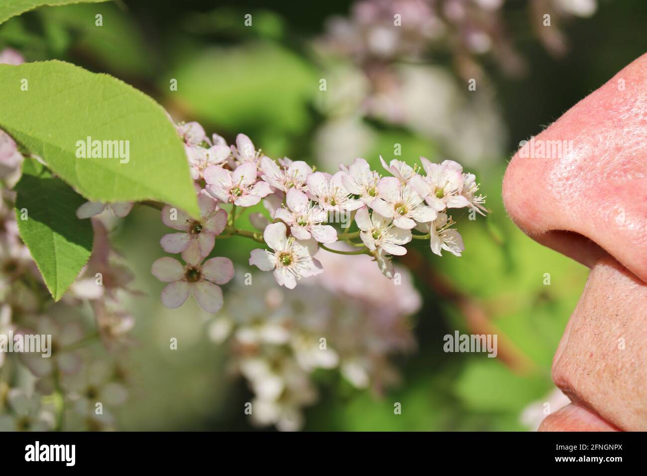 Un homme neige les inflorescences blanches d'une cerise d'oiseau. Nez mâle, pistils et étamines de pollen. Banque D'Images