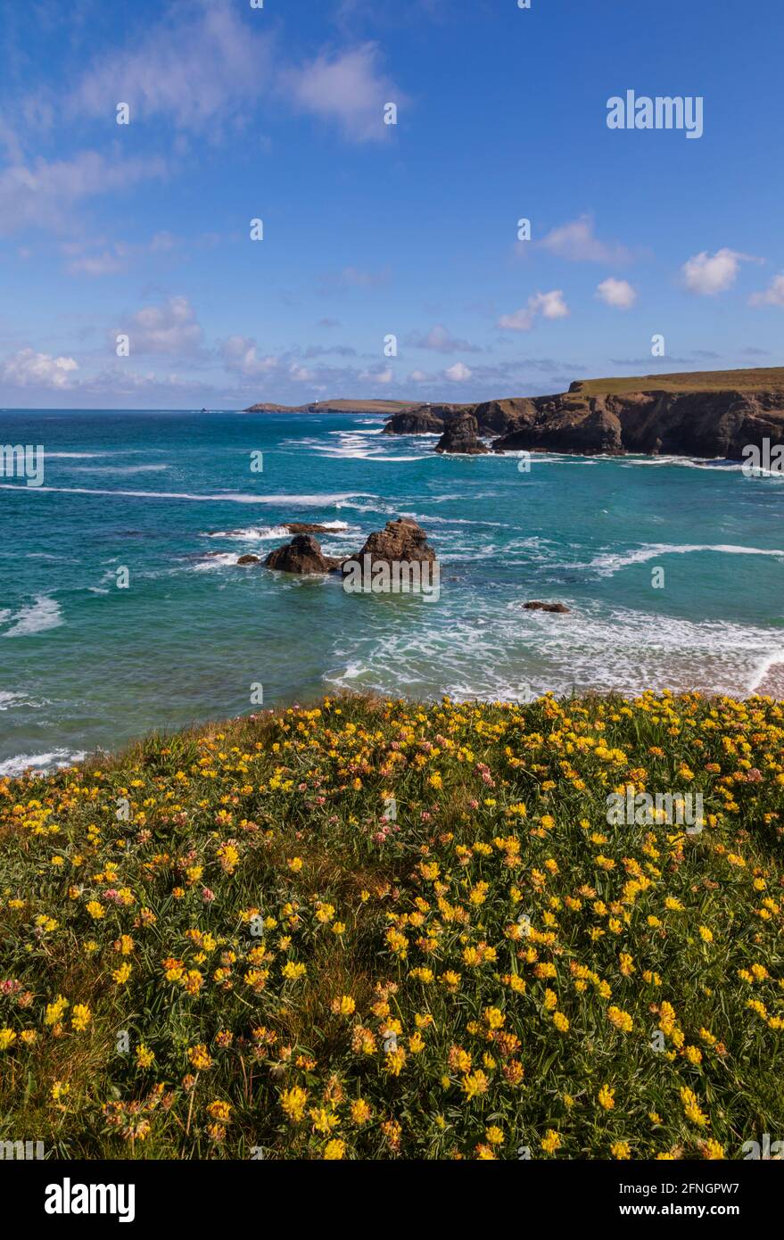 Fleurs de printemps Porthcothan Banque D'Images