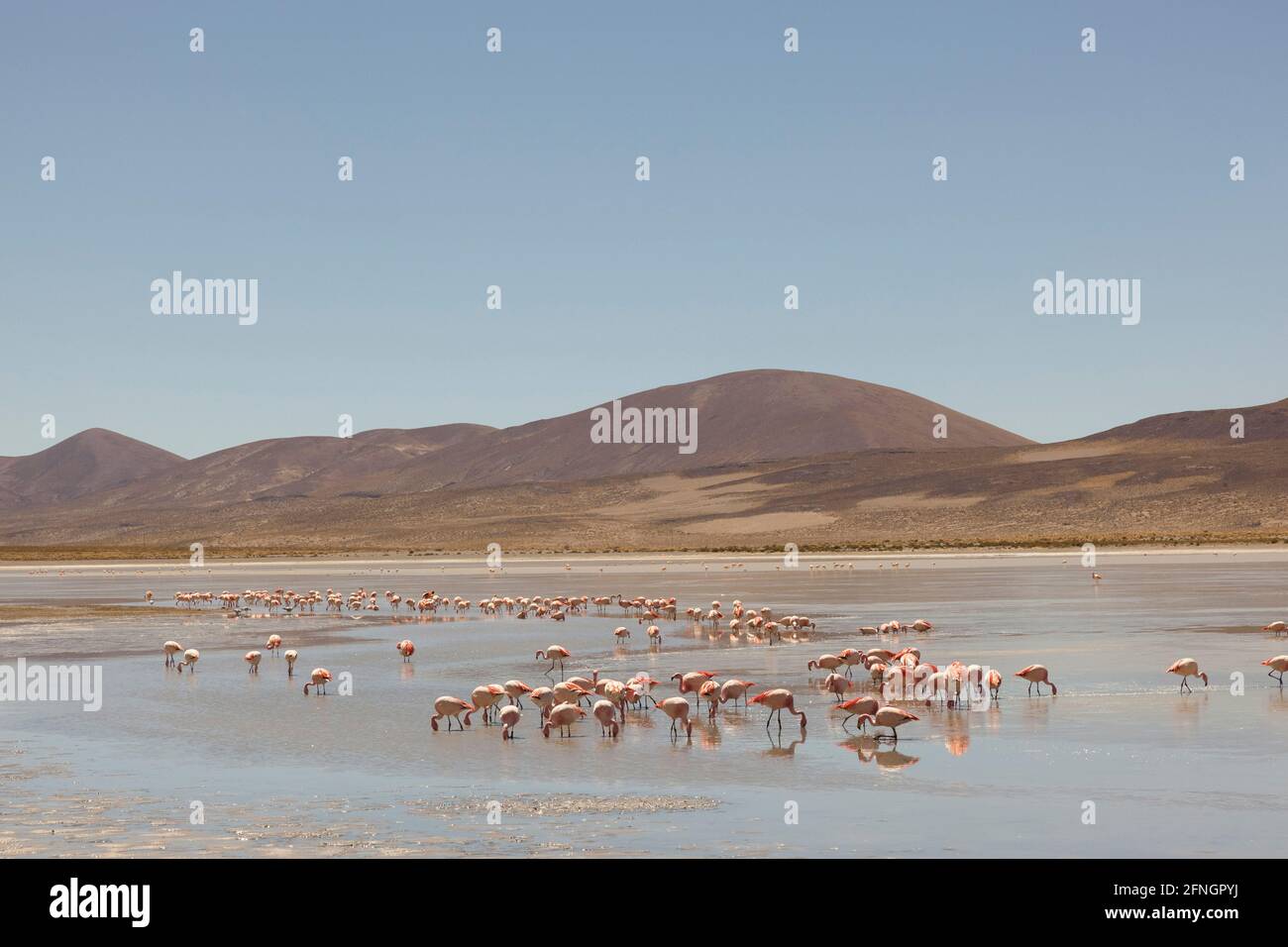 Flamants se nourrissant sur un lac dans le désert d'Atacama en Bolivie Banque D'Images