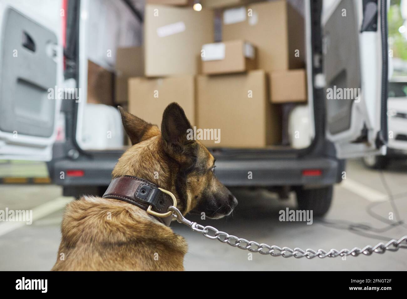 Vue arrière du berger militaire qui garde la cargaison dans le camion Banque D'Images