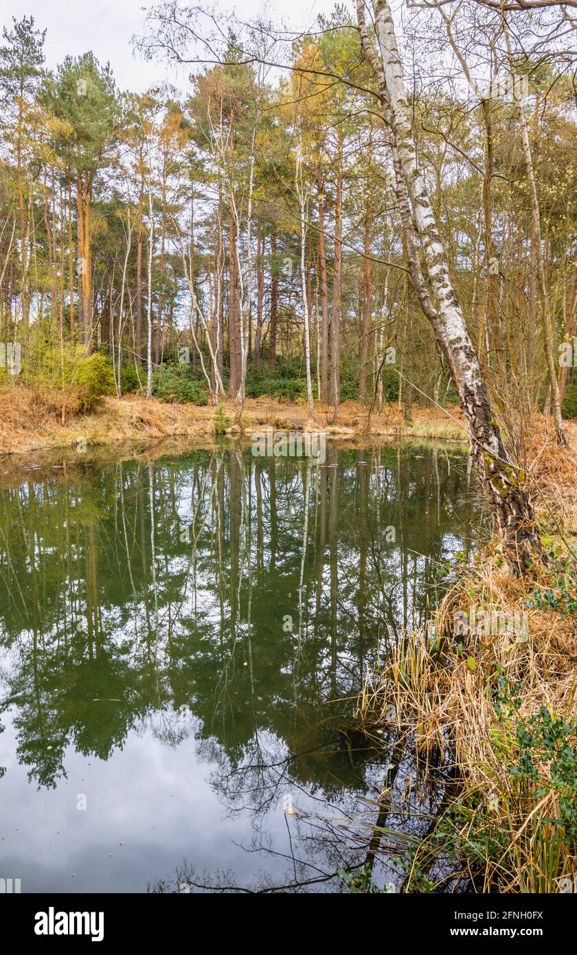 La piscine de poissons dans la zone de Gracious Pond de Chobham Common, près de Woking, Surrey, au sud-est de l'Angleterre, au printemps Banque D'Images