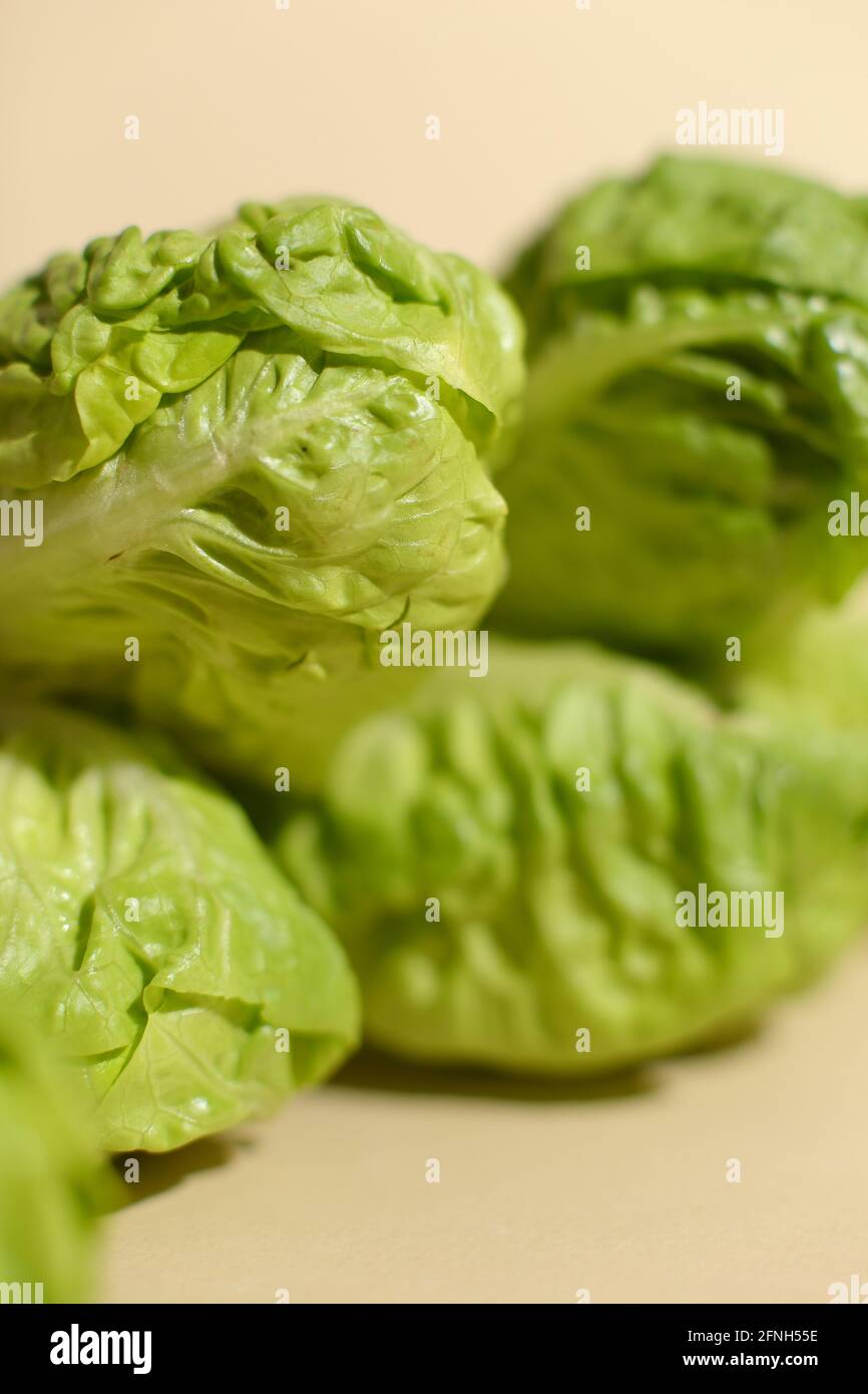 Bebe Chou Sur Fond Beige Focus Sur Les Feuilles De Chou Avant Photo Stock Alamy