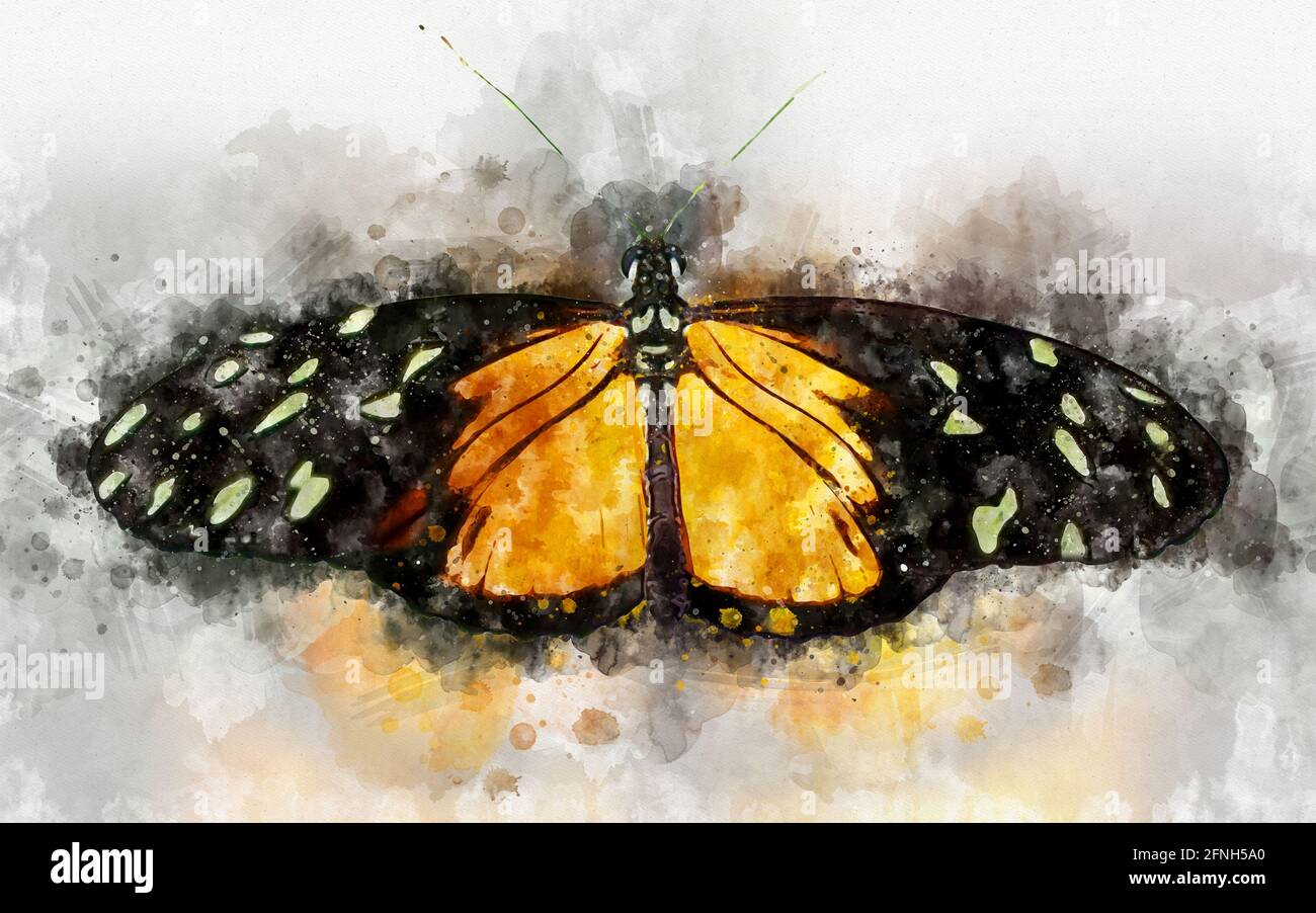 Illustration aquarelle du papillon à longue tigre exotique (Heliconius hecale) Banque D'Images