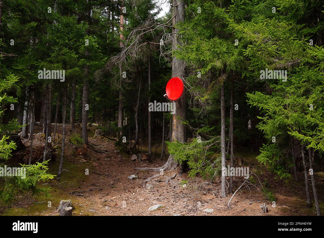 accueil satellite plat rouge installé sur un arbre de conifères dans la forêt Banque D'Images