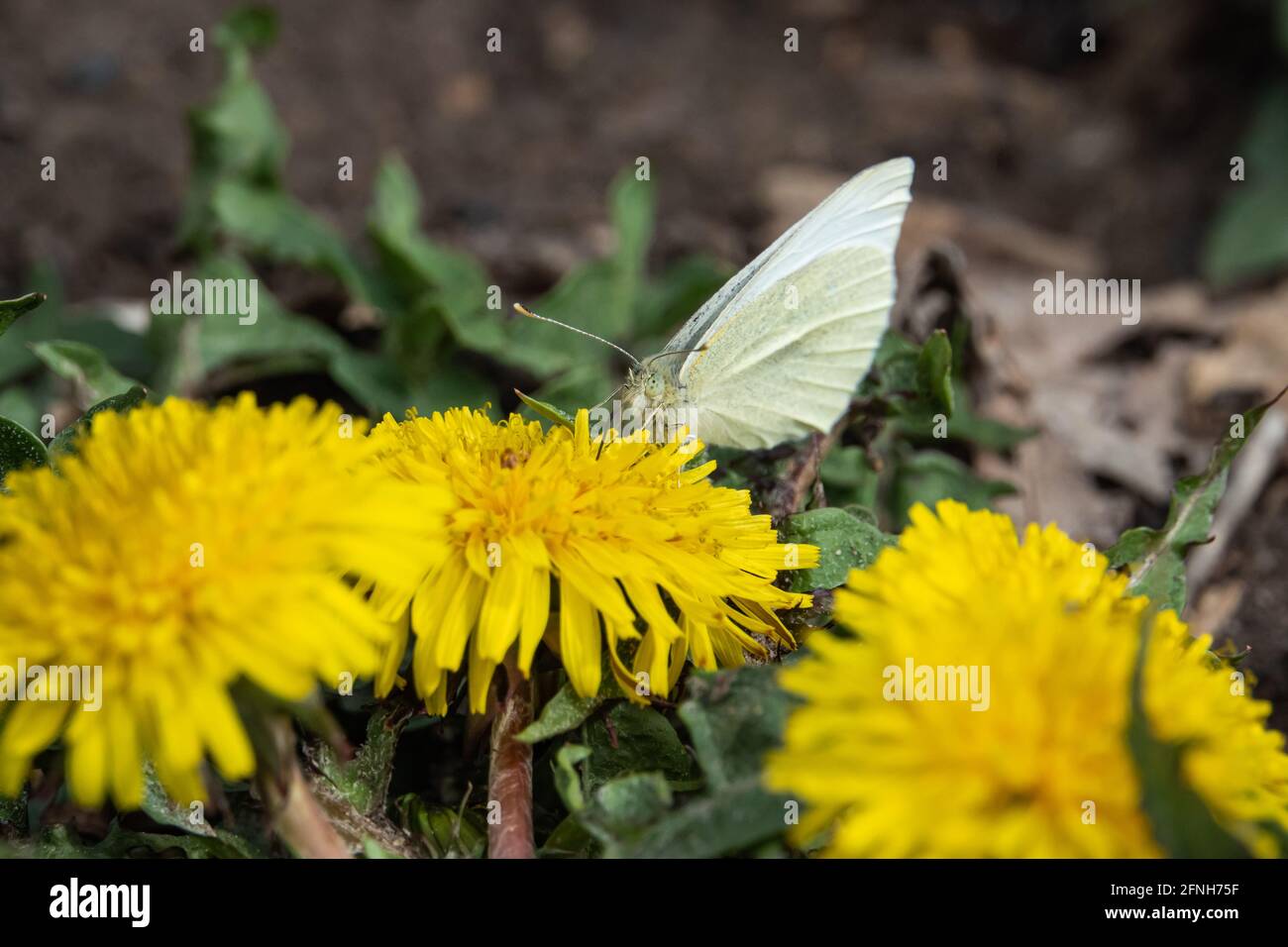 Chou blanc papillon sur les fleurs de pissenlit Banque D'Images