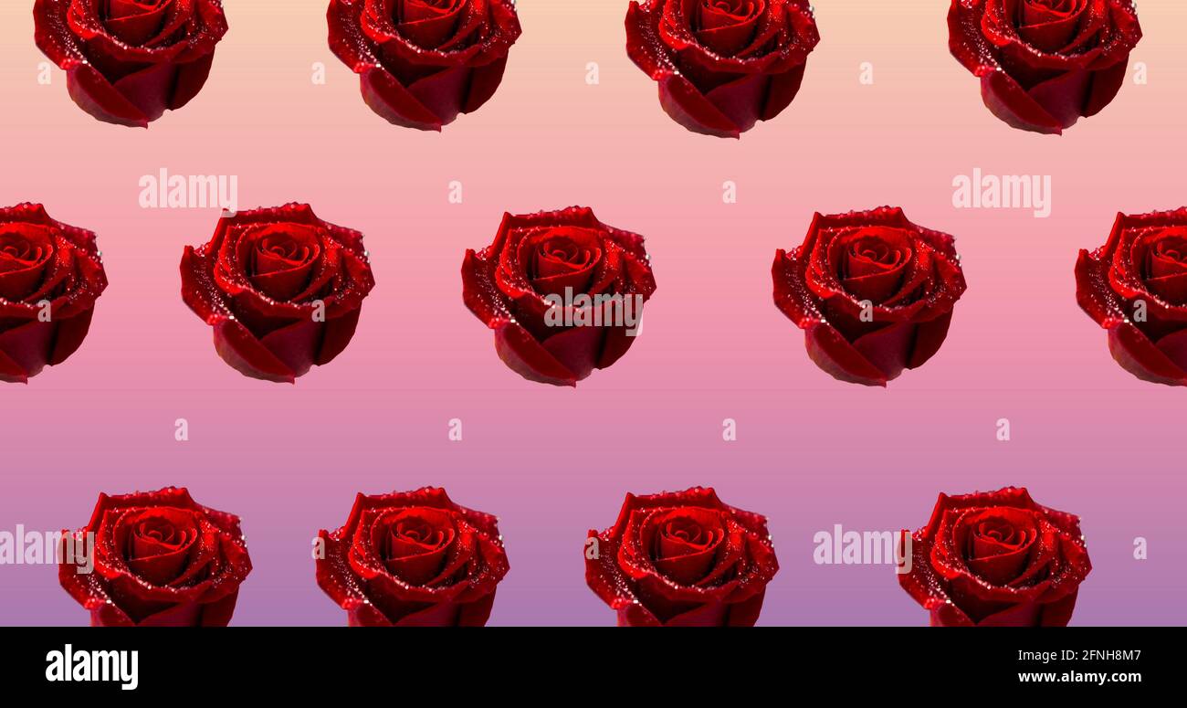 Illustration de rangées de roses rouges sur fond rose Banque D'Images