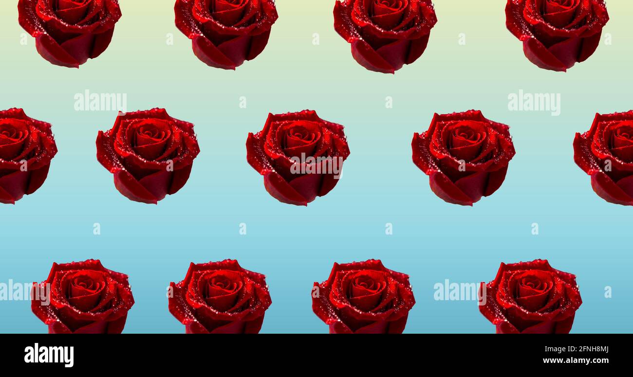 Illustration de rangées de roses rouges sur fond bleu Banque D'Images