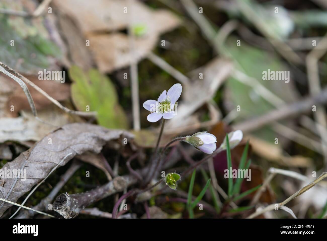 Fleurs Hepatica à lobes ronds au printemps Banque D'Images
