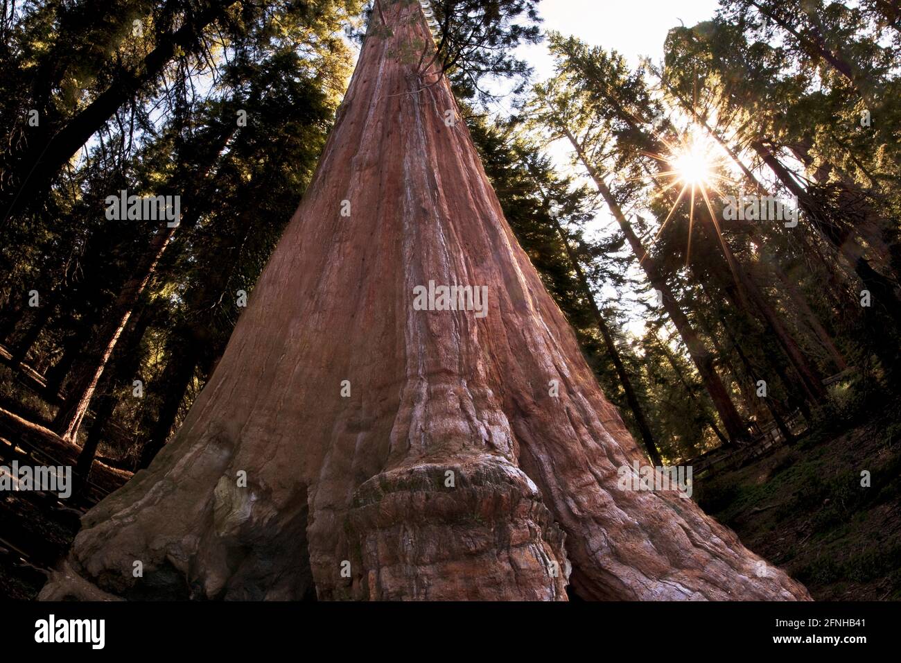 Arbre Séquoia géant général avec la solarisation dans Grant Gove. Le Parc National Kings Canyon, Californie Banque D'Images