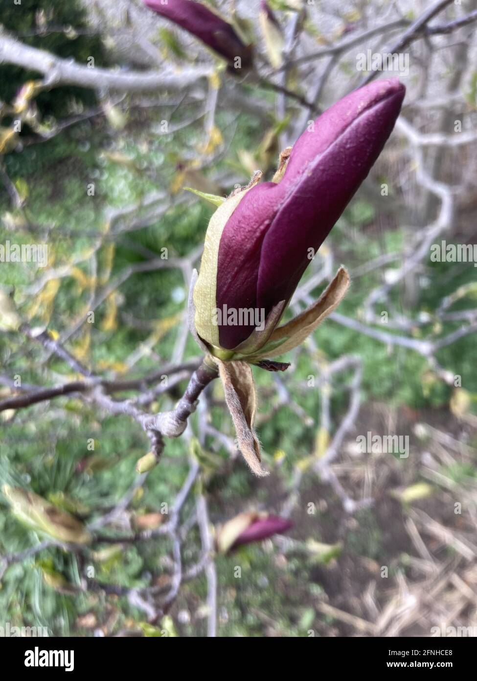 Gros plan d'un bouton fermé d'un rose foncé fleur sur un arbre Banque D'Images