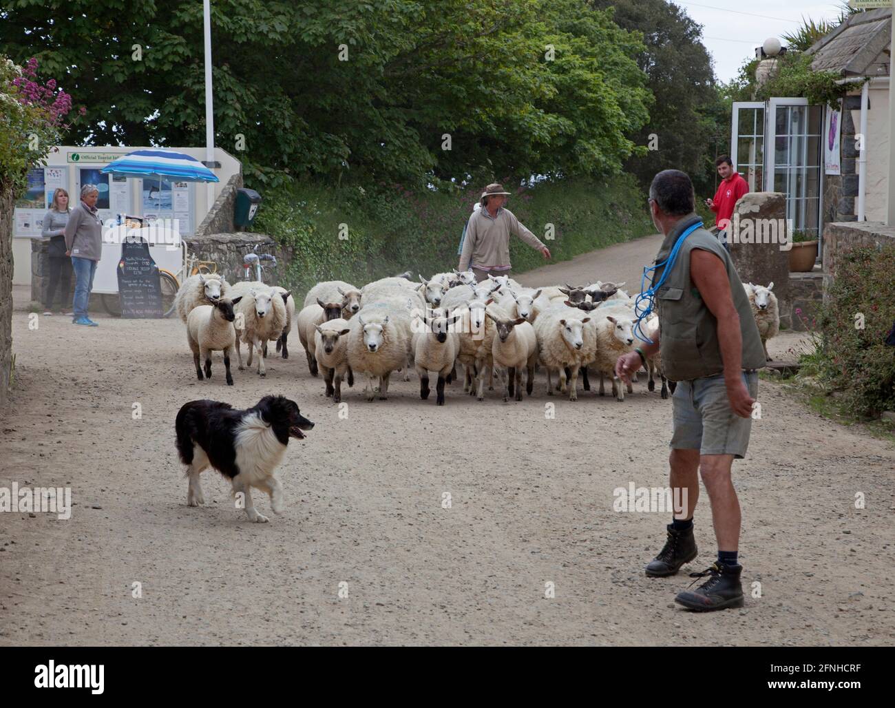 Moutons, berger et berger à Sark dans les îles Anglo-Normandes Banque D'Images