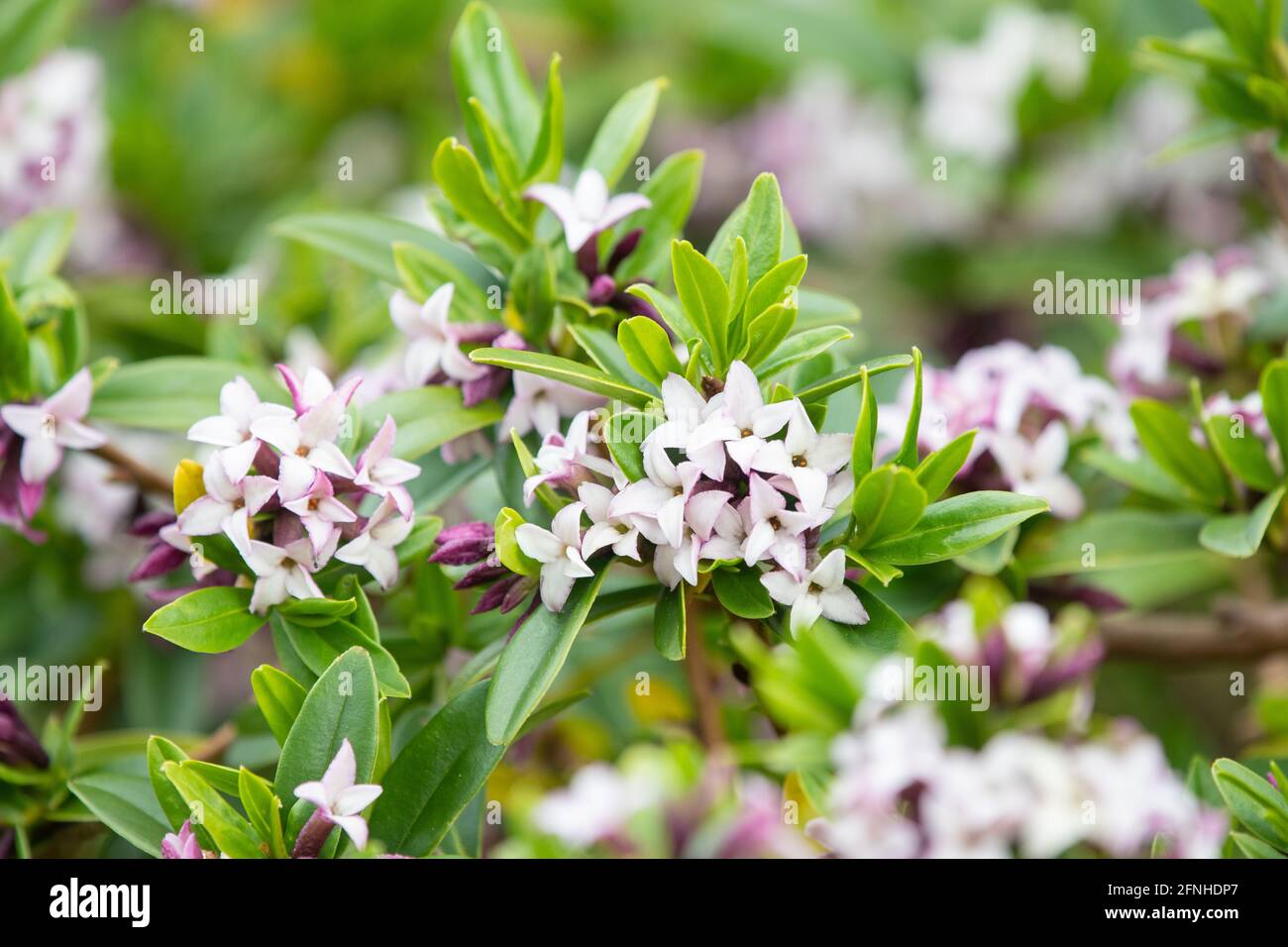 Daphne en fleur - jardin du Royaume-Uni Banque D'Images