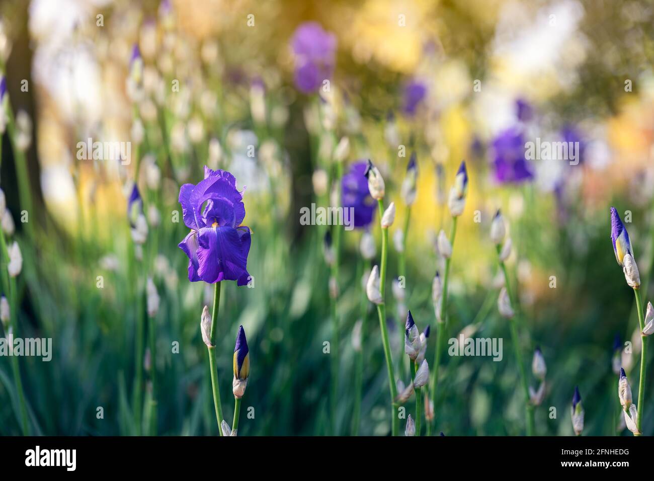 Iris pourpre dans un jardin de printemps (accent sur la fleur, arrière-plan bokeh) photo de style impressionniste Banque D'Images