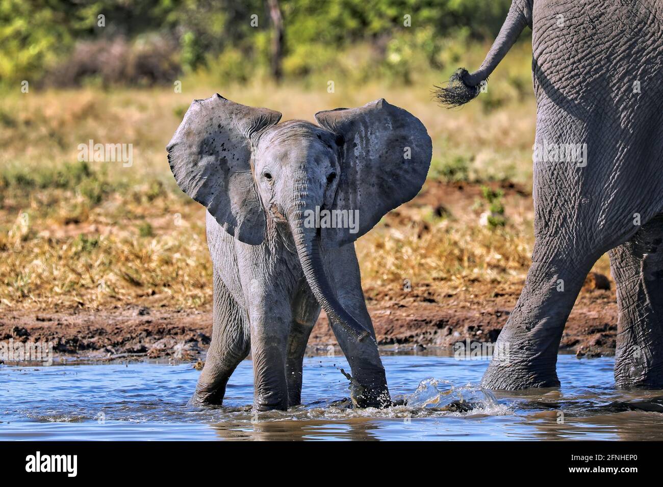 Jeune éléphant, Parc national d'Etosha, Namibie (Loxodonta africana) Banque D'Images