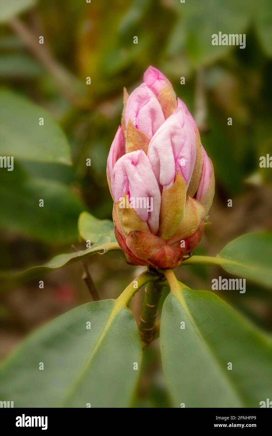 Rhododendron en fleurs ‘Beauté du Littleith’, fleurs en gros plan, portrait naturel des plantes Banque D'Images