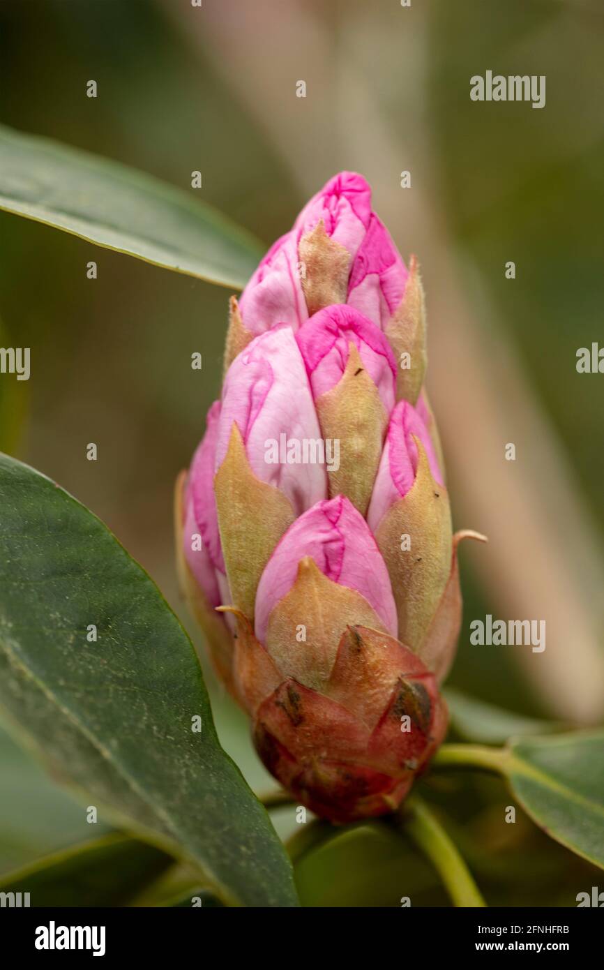 Rhododendron en fleurs ‘Beauté du Littleith’, fleurs en gros plan, portrait naturel des plantes Banque D'Images