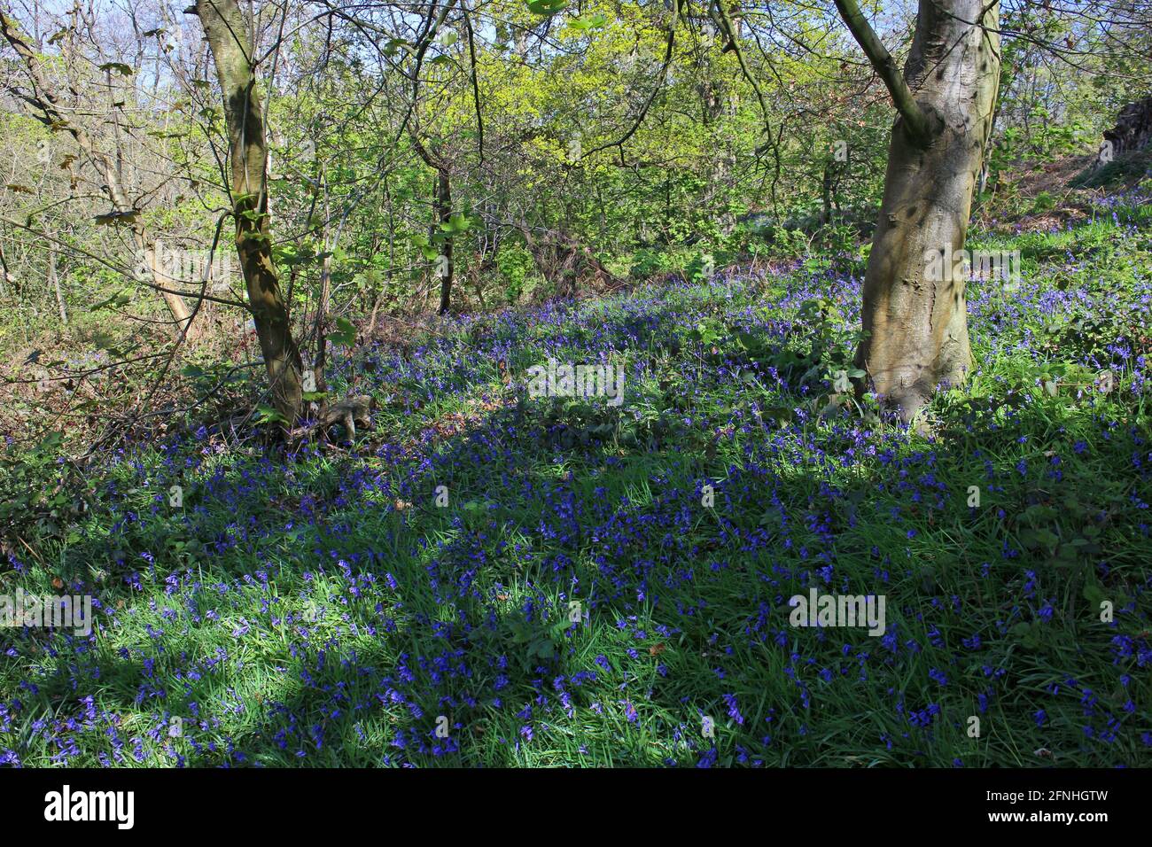Bluebells sur Haughmond Hill, promenade dans les bois, Shropshire Banque D'Images