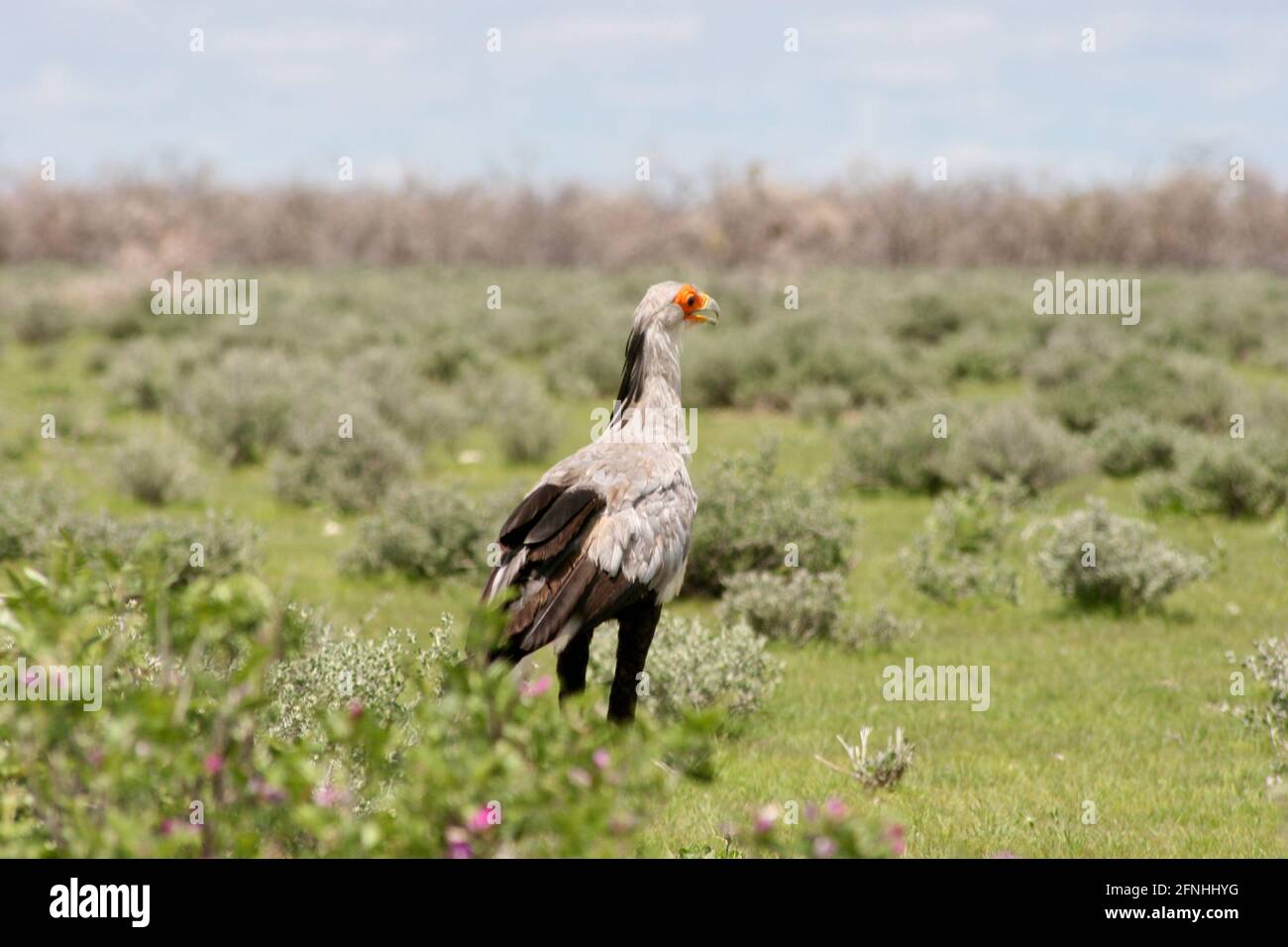 Portrait du secrétaire d'oiseau (Sagittaire serpentarius) sur la chasse au sol Parc national d'Etosha, Namibie. Banque D'Images