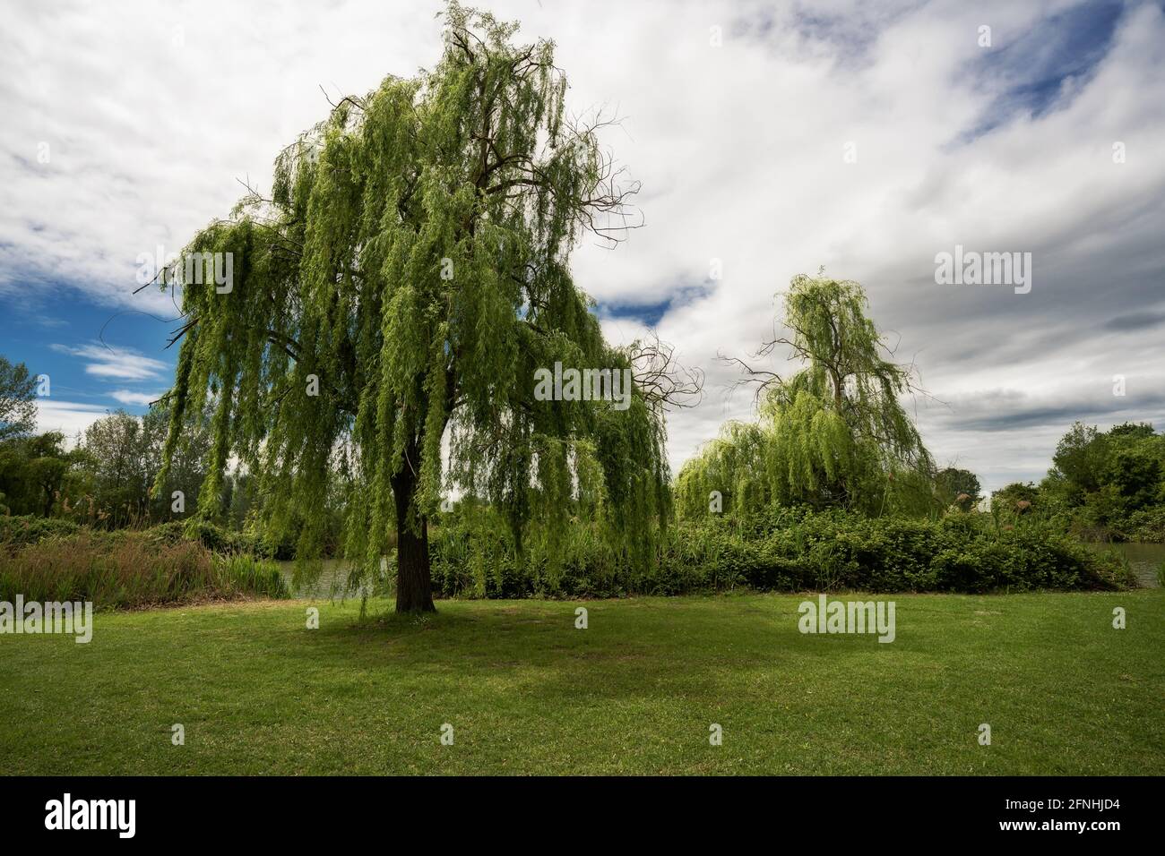 Vue panoramique sur les arbres à l'intérieur d'un parc lors d'un ciel nuageux jour Banque D'Images