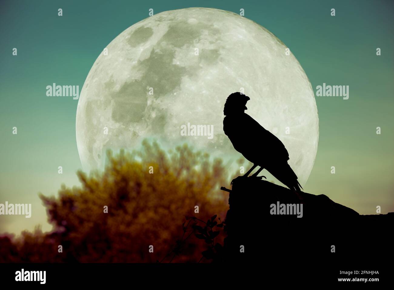 Magnifique ciel nocturne avec pleine lune, arbre et silhouette de corbeau sur pierre qui peut être utilisé pour halloween. Style d'image vintage. À l'extérieur. Banque D'Images